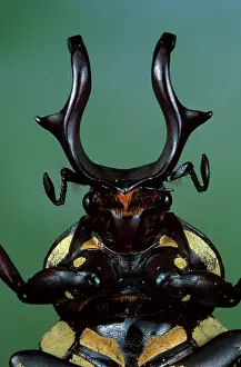 Real: Flower Beetle - close-up of head