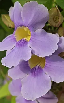 Panama: A flower blooms in Pedasi on Panama's Azuero