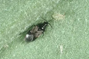 Niger: Flower bug attacking Aphid