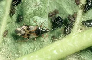 Myzus: Flower bug eats Aphid