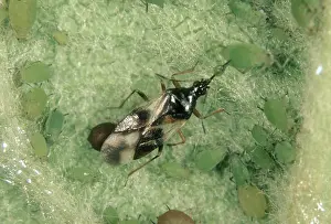 Aphis: Flower bug Eats Aphids