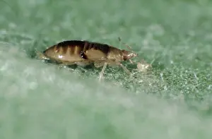 Attacks: Flower bug eats thrip