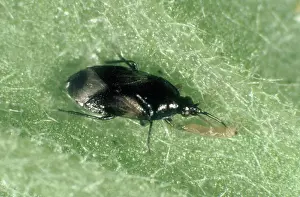 Attacks: Flower bug eats thrip