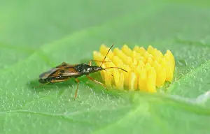Nemorum: Flower Bug Feeding on Butterfly Eggs