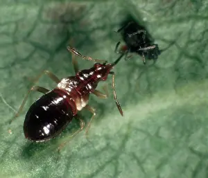 Myzus: Flower bug nymph eats Aphid
