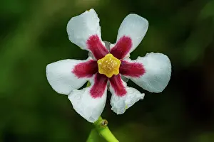 Macarena: flower, Cano Cristales, Serrania de Macarena National