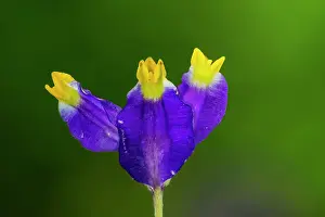 Macarena: flower, Cano Cristales, Serrania de Macarena National