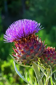 Capitulum: Flower of cardoon, Provence, France