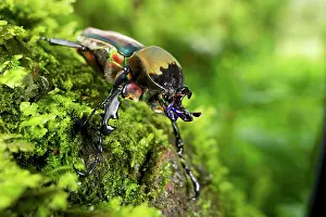Michele Menegon: Flower Chafer