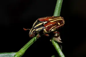 Chafer: Flower Chafer - Klungkung, Bali, Indonesia