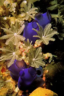Neon: Flower coral and tunicates