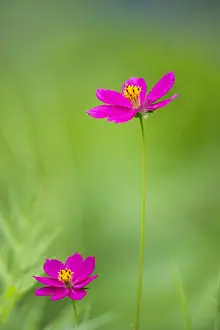 Cosmos: Flower of Cosmos (Cosmos sp), Costa Rica
