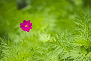Cosmos: Flower of Cosmos (Cosmos sp), Costa Rica