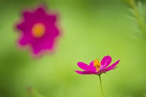 Cosmos: Flower of Cosmos (Cosmos sp), Costa Rica