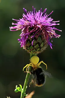 Bumble: Flower Crab Spider Goldenrod Crab Spider with bumblebee