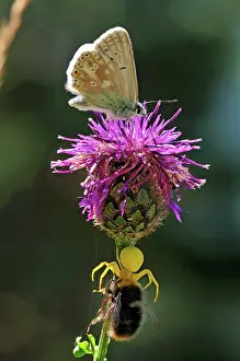 Bumble: Flower Crab Spider Goldenrod Crab Spider with bumblebee