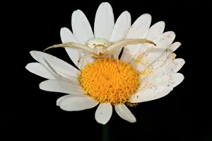 Misumena: Flower Crab Spider in the middle of the white-orange