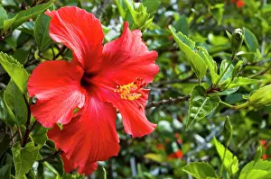 Malvaceae: Flower of cultivated hibiscus - commonly grown in gardens