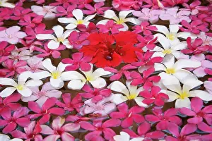 Multicolor: Flower decoration, Udaipur, Rajasthan, India