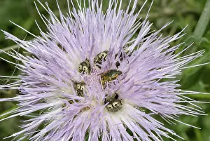 Thistles: Flower-feeding scarab beetles, Euphoria kerni