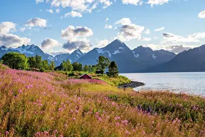 Finnmark: Flower field on the coast of the Lyngenfjord, bl