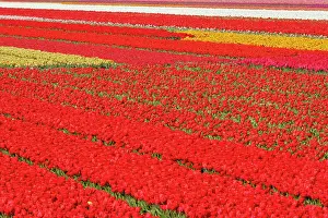 Repeating: Flower field of tulips, Netherlands, Holland