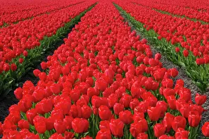 Repeating: Flower field of tulips, Netherlands, Holland