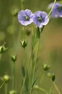 Fibres: Flower of flax, widespread cultivated plant for
