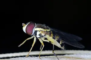 Pollinator: Flower fly