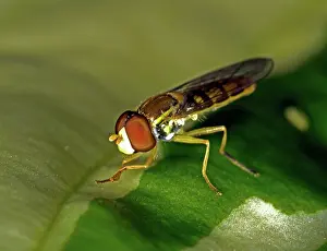 Pollinator: Flower Fly