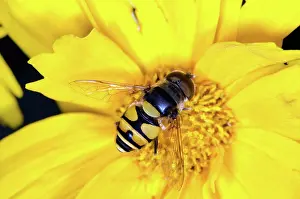 Pollinating: Flower Fly