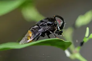 Hexapoda: Flower Fly