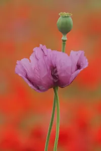Papaver: Flower and fruit capsule of the opium poppy (Papaver