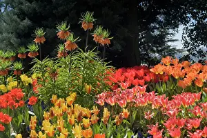 Fritillaria: Flower Garden - with different kinds of Tulips