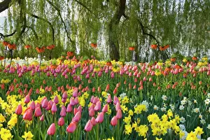 Fritillaria: Flower Garden - with different kinds of Tulips