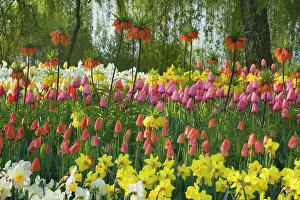 Fritillaria: Flower Garden - with different kinds of Tulips