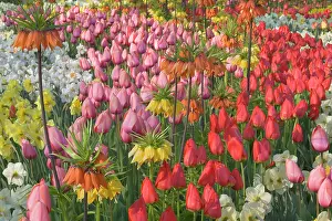 Fritillaria: Flower Garden - with different kinds of Tulips
