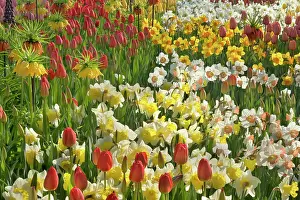 Fritillaria: Flower Garden - with different kinds of Tulips