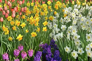 Hyacinths: Flower Garden - with different kinds of Tulips