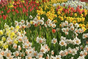Fritillaria: Flower Garden - with different kinds of Tulips