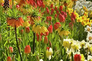 Fritillaria: Flower Garden - with different kinds of Tulips