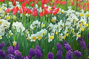 Hyacinths: Flower Garden - with different kinds of Tulips