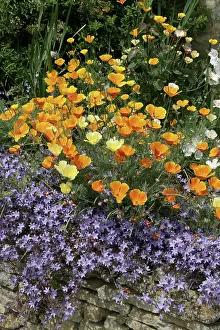 Gloucestershire: Flower Garden and stone wall Chipping Campden, Cotswolds