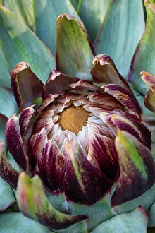 Capitulum: Flower of Globe artichoke, Provence, France