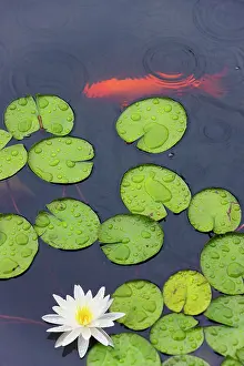 Droplet: Flower and gold fish in lily pond in the
