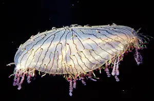 Jelly: Flower Hat JELLYFISH / Jelly fish
