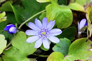 Hepatica: Flower-head of Hepatica transsilvanica