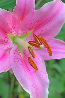 Arty: Flower head of Lilium Sorbonne - An interesting