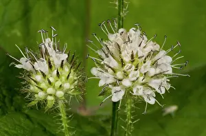 Teasel: Flower heads of Small Teasel