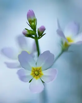 310820: Flower of one (Hottonia palustris), Walsrode, Luneburg